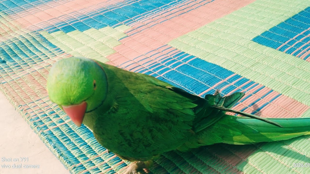 mithu