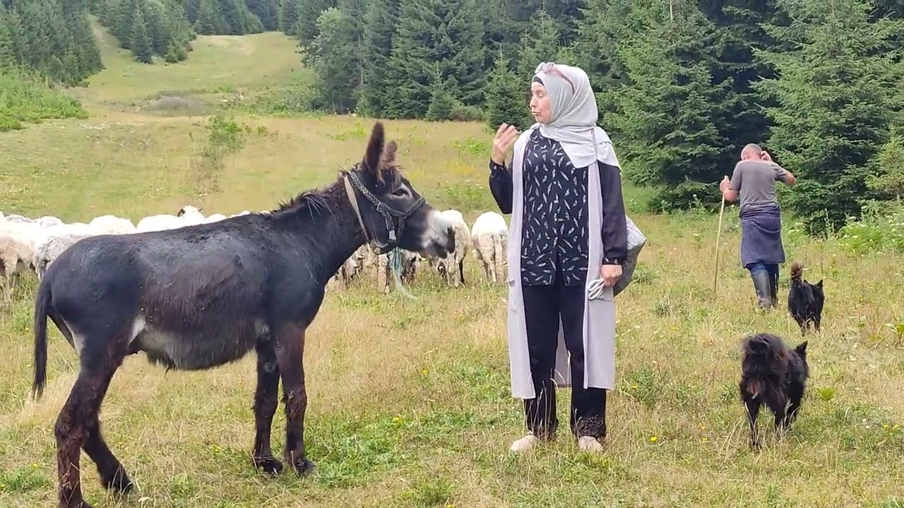 Stado ovaca na Vla&scaron;iću.