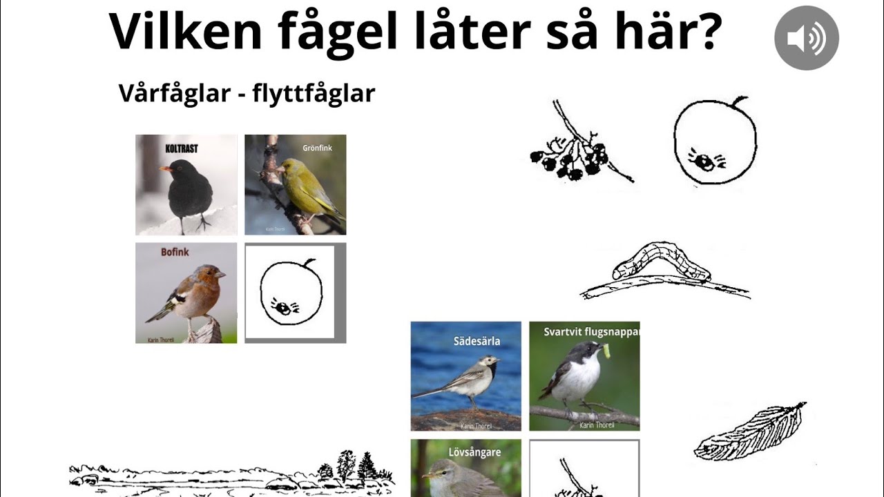 GISSA vilken FÅGEL, som låter så här! Flyttfåglar @NATURSPANARNA