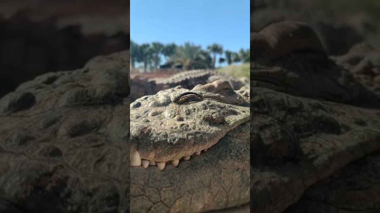 Crocodile blinks! Agadir | Croc Park