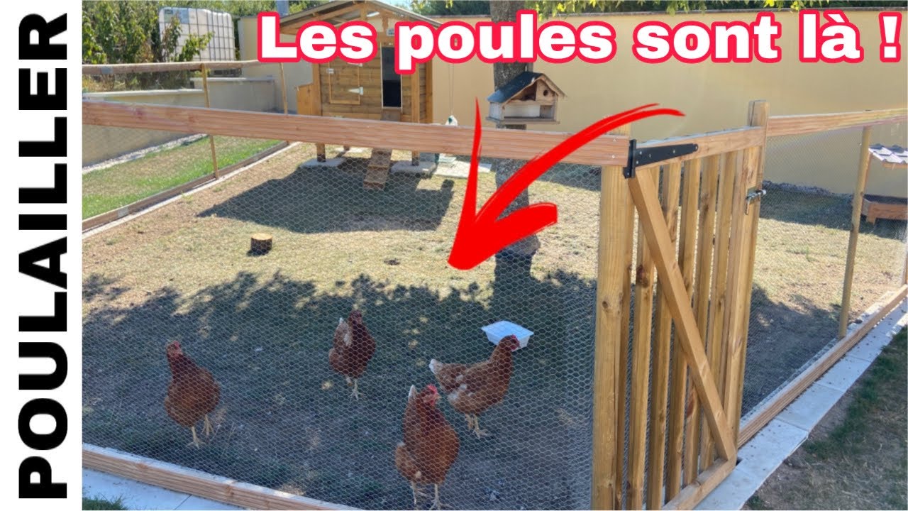 Arrivée des poules au poulailler ! Comment ça se passe ? Brico seb