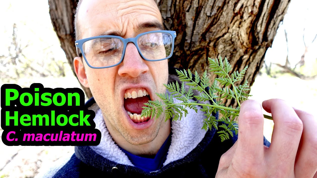Poison Hemlock ::: Conium maculatum