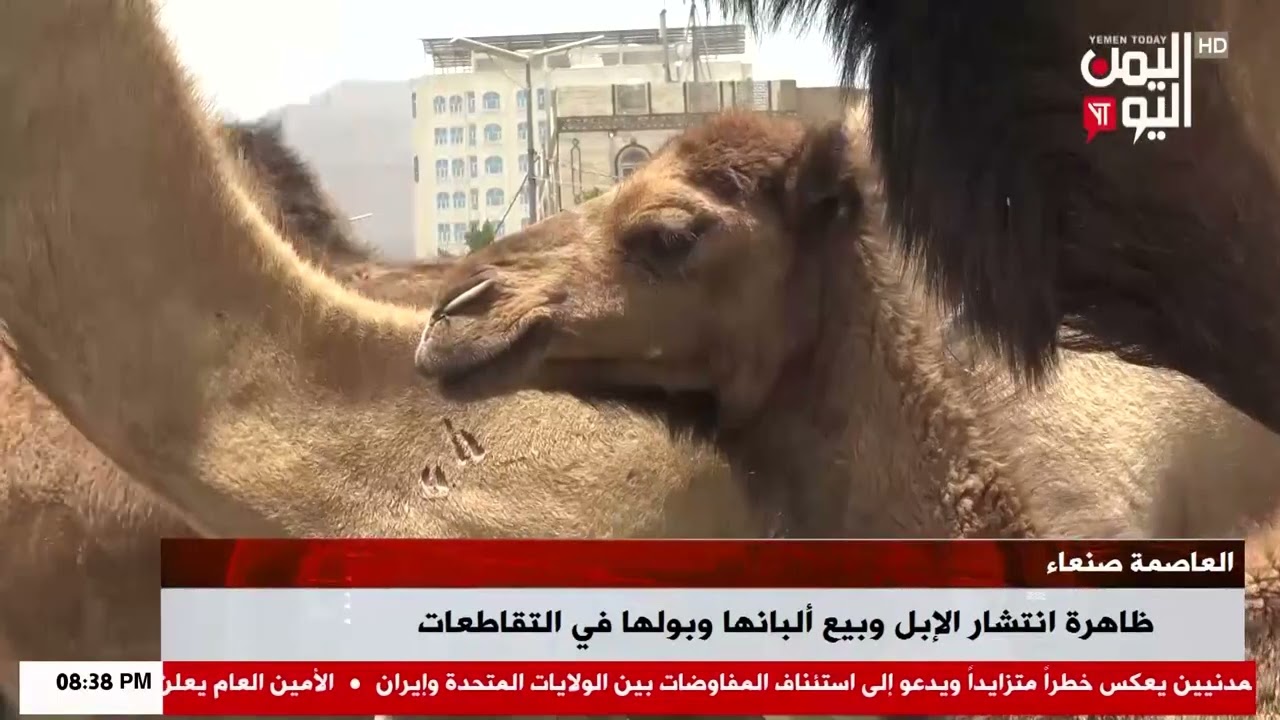 شاهد || العاصمة صنعاء - ظاهرة انتشار الإبل وبيع ألبانها وبولها في التقاطعات - 15-04-2026م