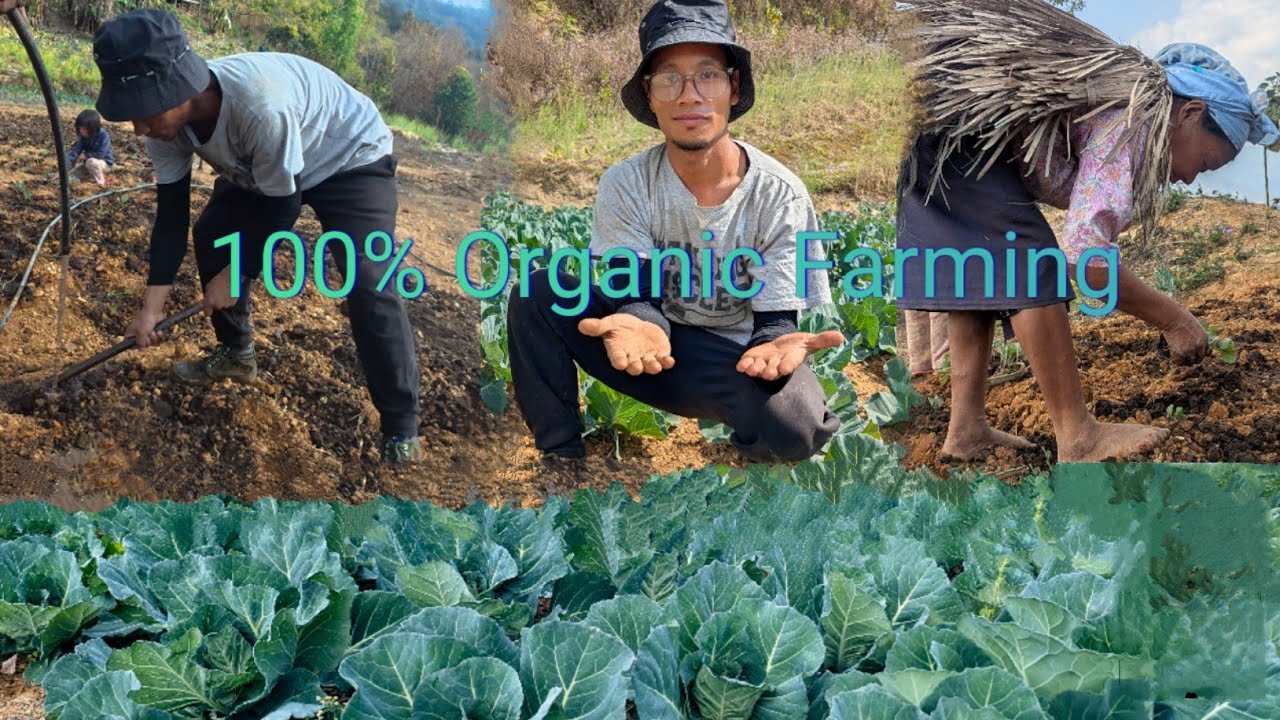 “100% Organic Cabbage Farming | Healthy for You & the Soil!”#nagaland  #farmer #explore 