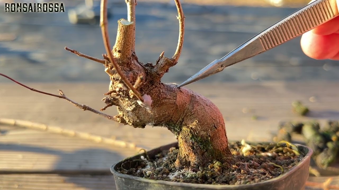 【KED19】１月に回し接ぎしてもいけるかな？ #盆栽 #bonsai