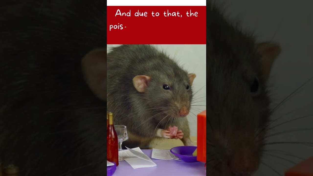 Do you know how Rat Poison works on rats #shorts😮😮😮