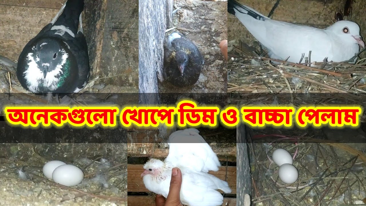 দেশি কবুতর ||  অনেকগুলো খোপে মধ্যে ডিম ও বাচ্চা পেলাম || desi pigeon farm || Birds of village