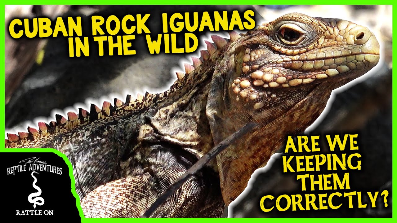CUBAN ROCK IGUANAS IN THE WILD (are we keeping them correctly?)