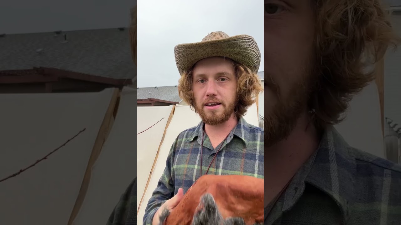 Как выдубить шкуры кроликов с помощью коры деревьев, часть 6