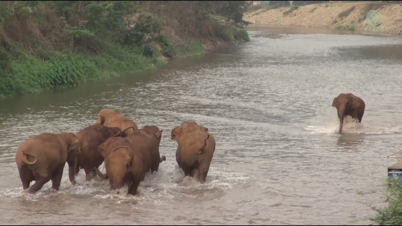 Incredible Moment Elephants Called And Run To Greeting Friend Who Disappears - ElephantNews