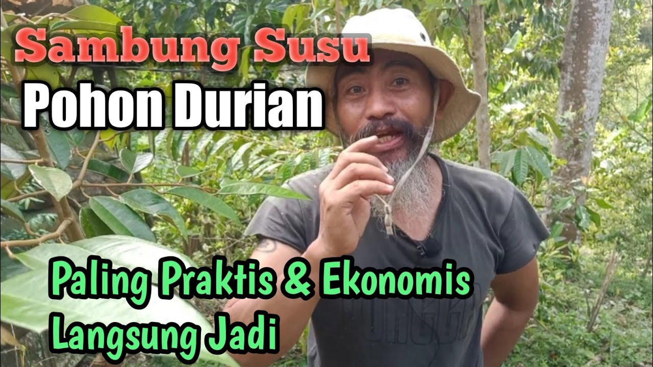 SAMBUNG SUSU POHON DURIAN PALING PRAKTIS & EKONOMIS DI JAMIN LANGSUNG JADI #durian #durianmusangkin