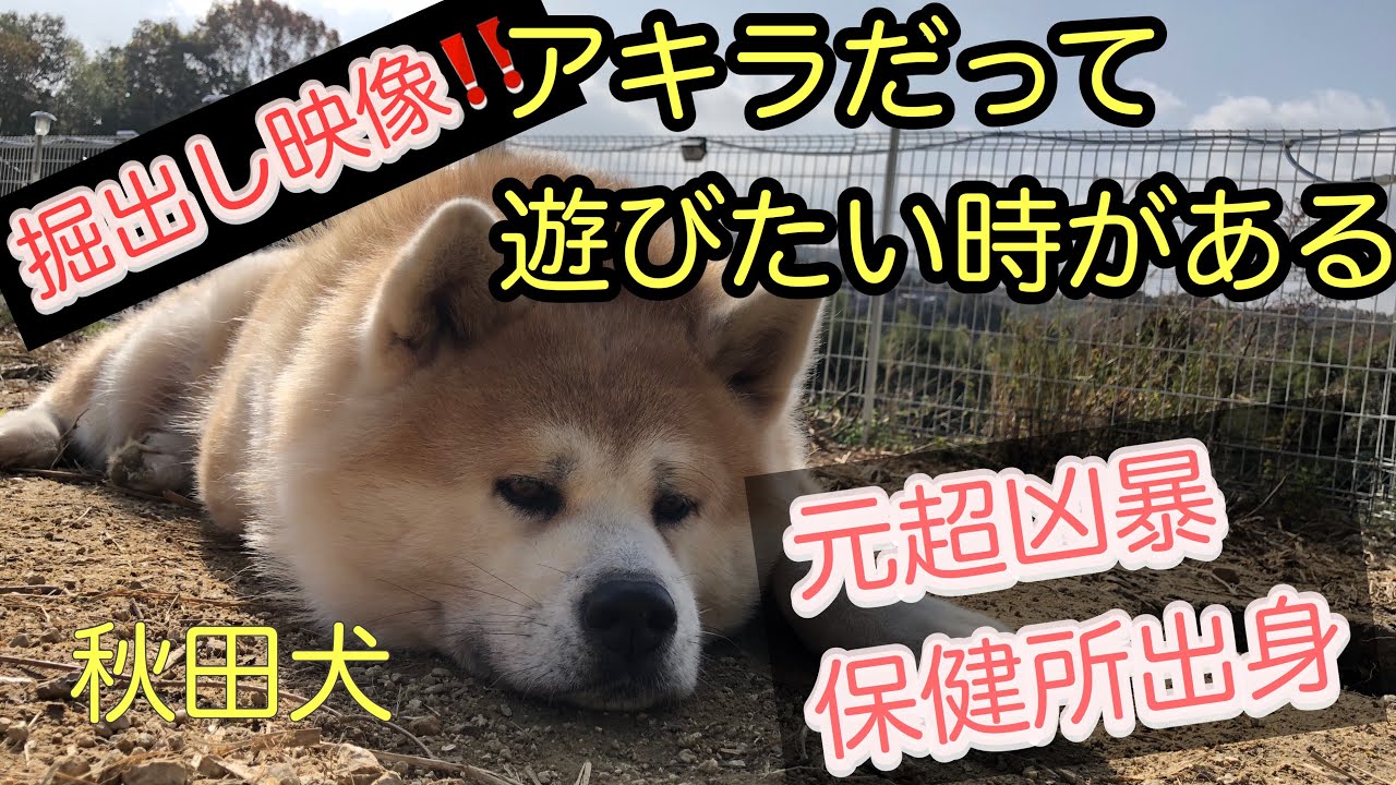 【掘出し映像】元超凶暴秋田犬アキラが念願の群れに入ったら…