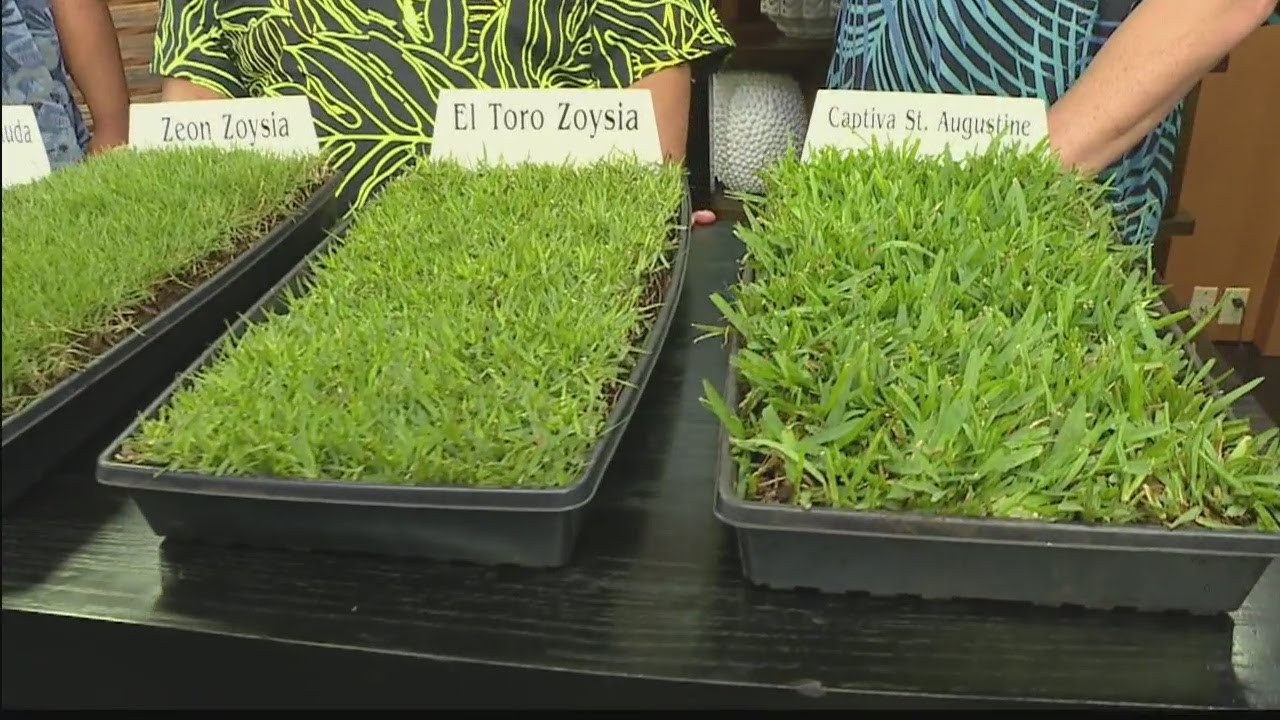 Hawaiian Turfgrass: Love your Home