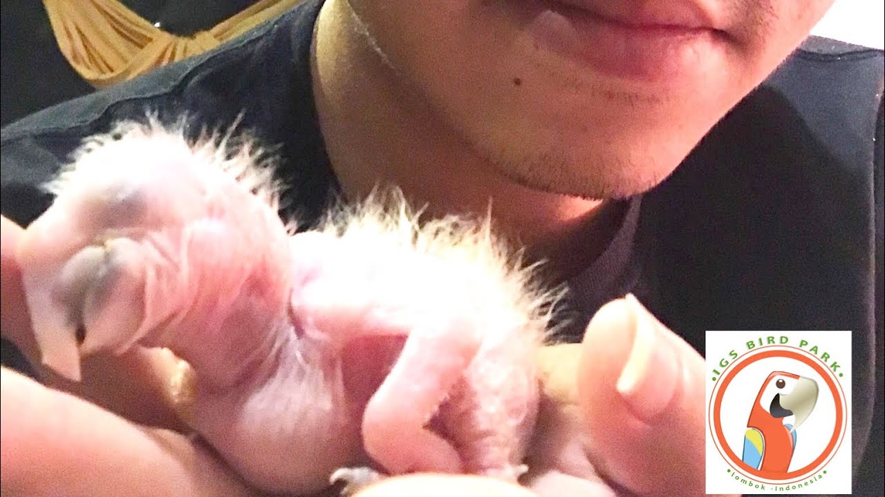 The hatching of baby macaw || full video