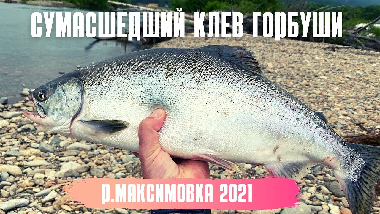 Сумасшедшая рыбалка на реке Максимовка Тернейский район 2021 год. 👍