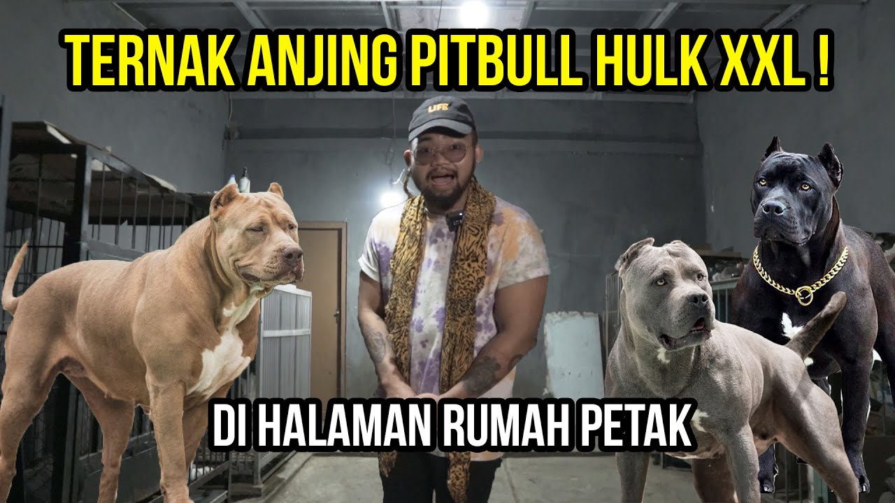 DILUAR NALAR! NEKAT TERNAK ANJING PITBUL HULK XXL DI HALAMAN RUMAH PETAK#AudreyA #kingofthejungle