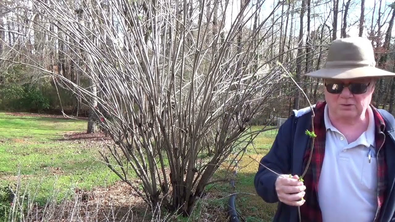 Elderberry Tree Pruning : Dewalt tree trimmer, Controlling your elderberry, maximize production