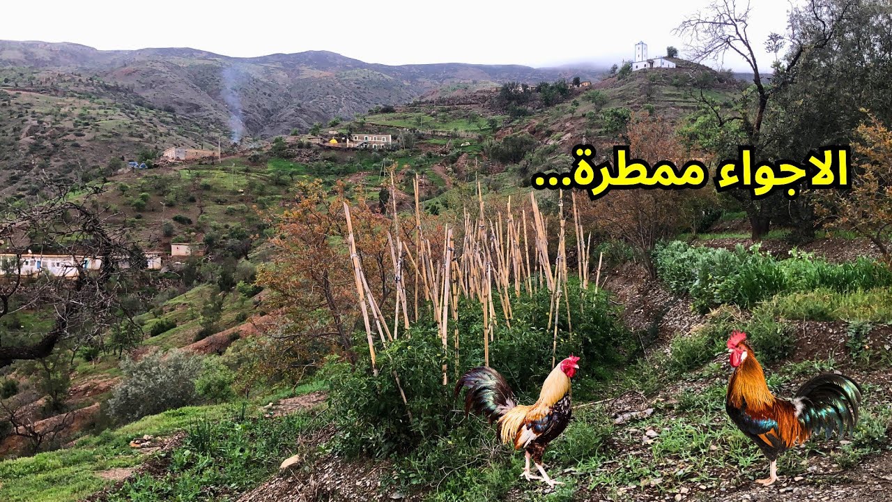 هكذا تكون الأجواء الممطرة على القرية الريفية والمزرعة مليئة بالخيرات الله ودجاج البلدي يبعث عن طعامه