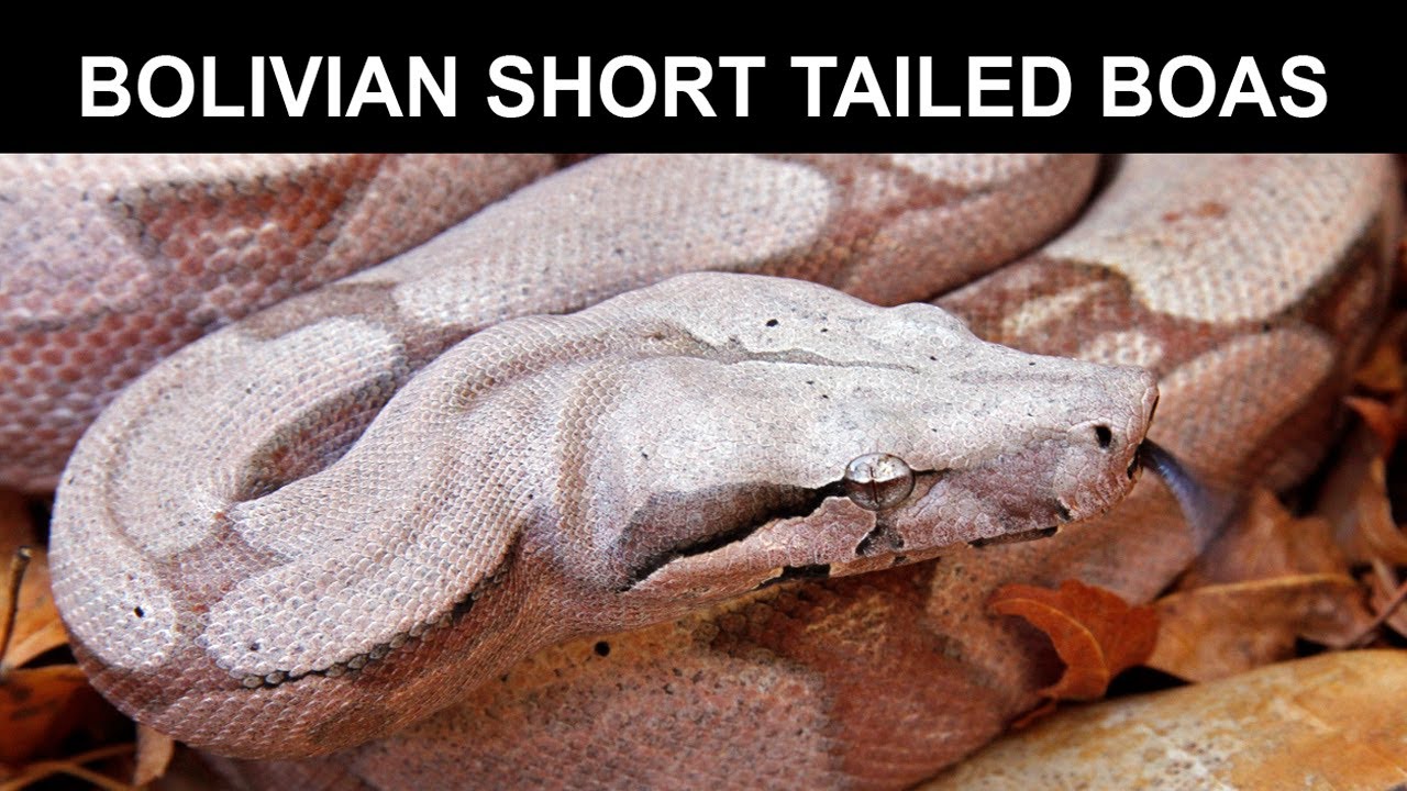 Bolivian Short Tailed Boas