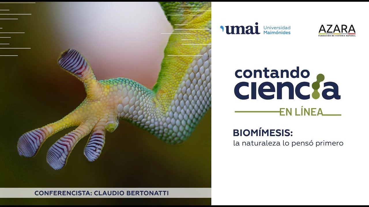 Biomímesis: la naturaleza lo pensó primero
