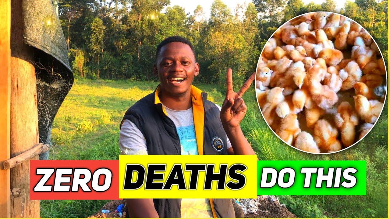 How To Raise Day Old Chicks with No Deaths