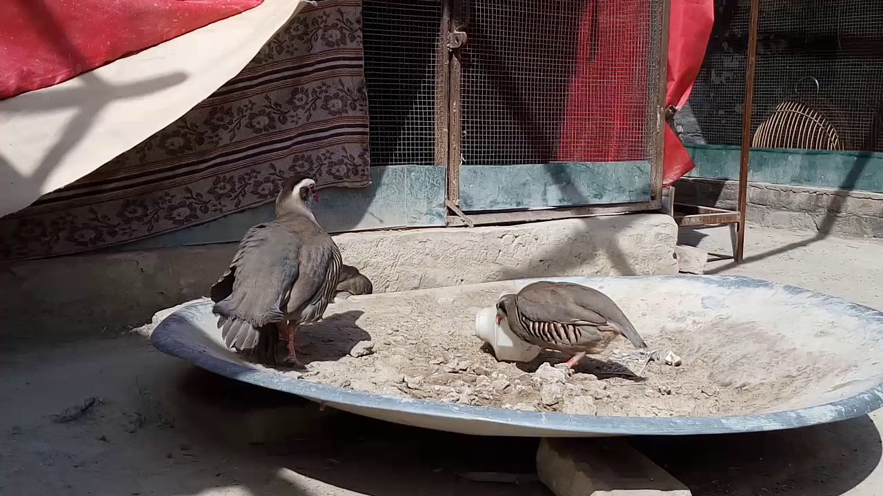 زرک جنگی,کبک,کلک,چکور فارم, chakor, chakor breeding, Koharian's pet birds-loralai