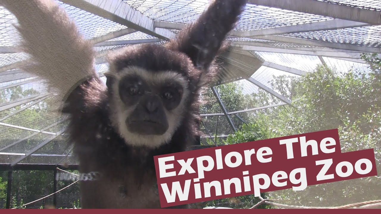 Exploring the Winnipeg Zoo
