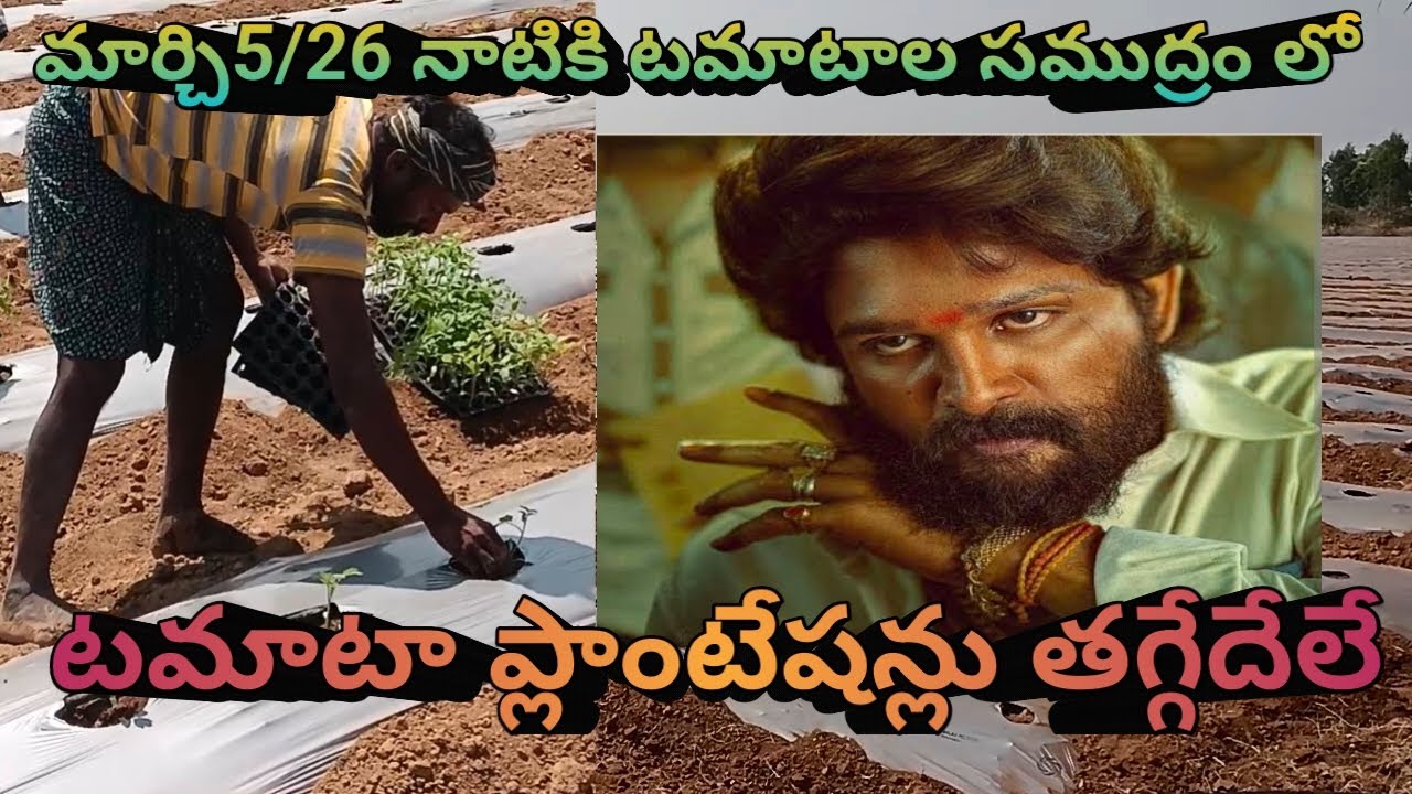 మార్చి5/26 నాటికి టమాటాల సముద్రం లో //టమాట ప్లాంటేషన్లు తగ్గేదేలే