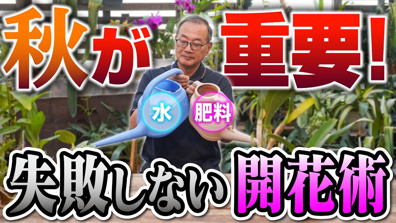 【洋蘭】秋の必須ケア！水と肥料を抑える理由を解説していきます！[orchid]Essential care for autumn!@seedpot368  #sheath
