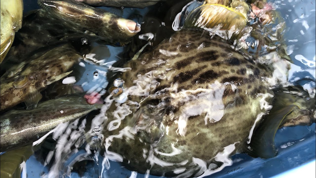 瞬鋭カワハギ『岬丸編』