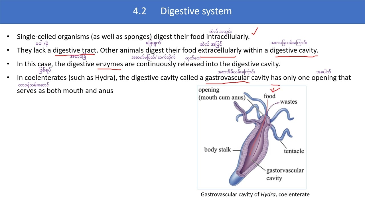 Grade_10, Biology, Digestive system  Part 1