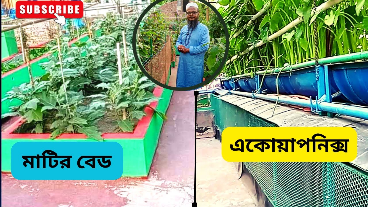 একোয়াপনিক্স নাকি মাটির বেড,সবজি চাষের জন‍্য কোনটি ভালো?কিভাবে বেড তৈরি করলে ছাদের ক্ষতি হবেনা জানুন।