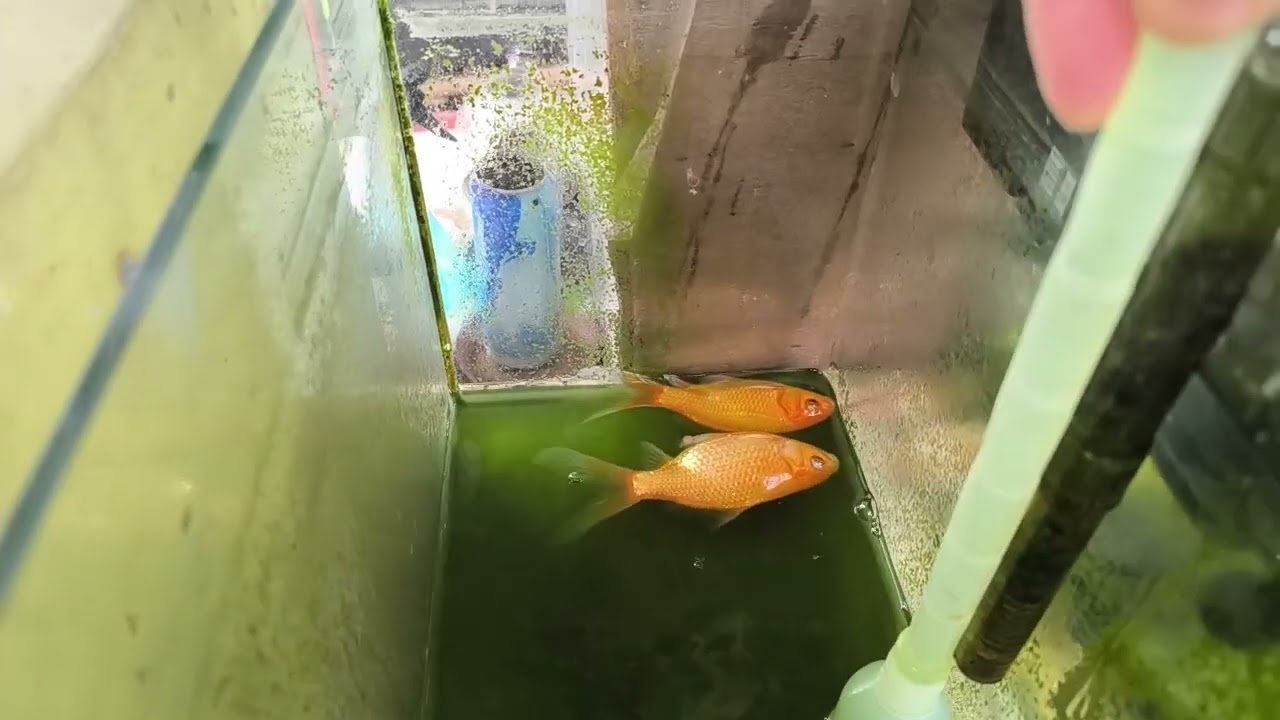 魚缸換水淋花（900）2026/2/19號