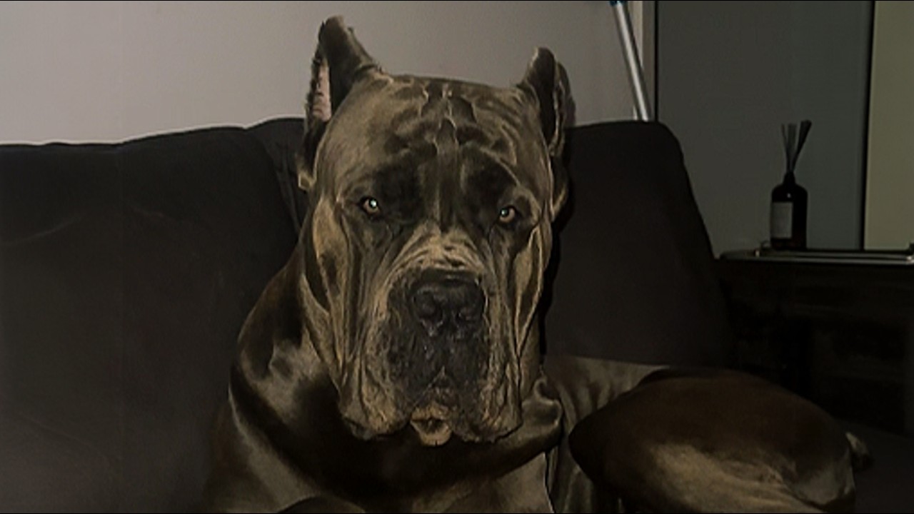 The Whole Street Feared This 140lb Cane Corso — Until 3AM Changed Everything