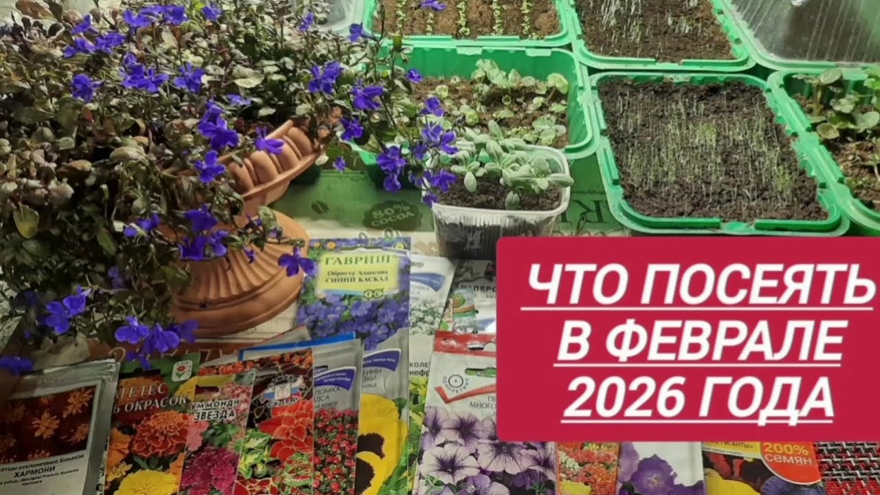 ЧТО ПОСЕЯТЬ В ФЕВРАЛЕ и какие цветы СЕЯТЬ СРАЗУ в открытый грунт 