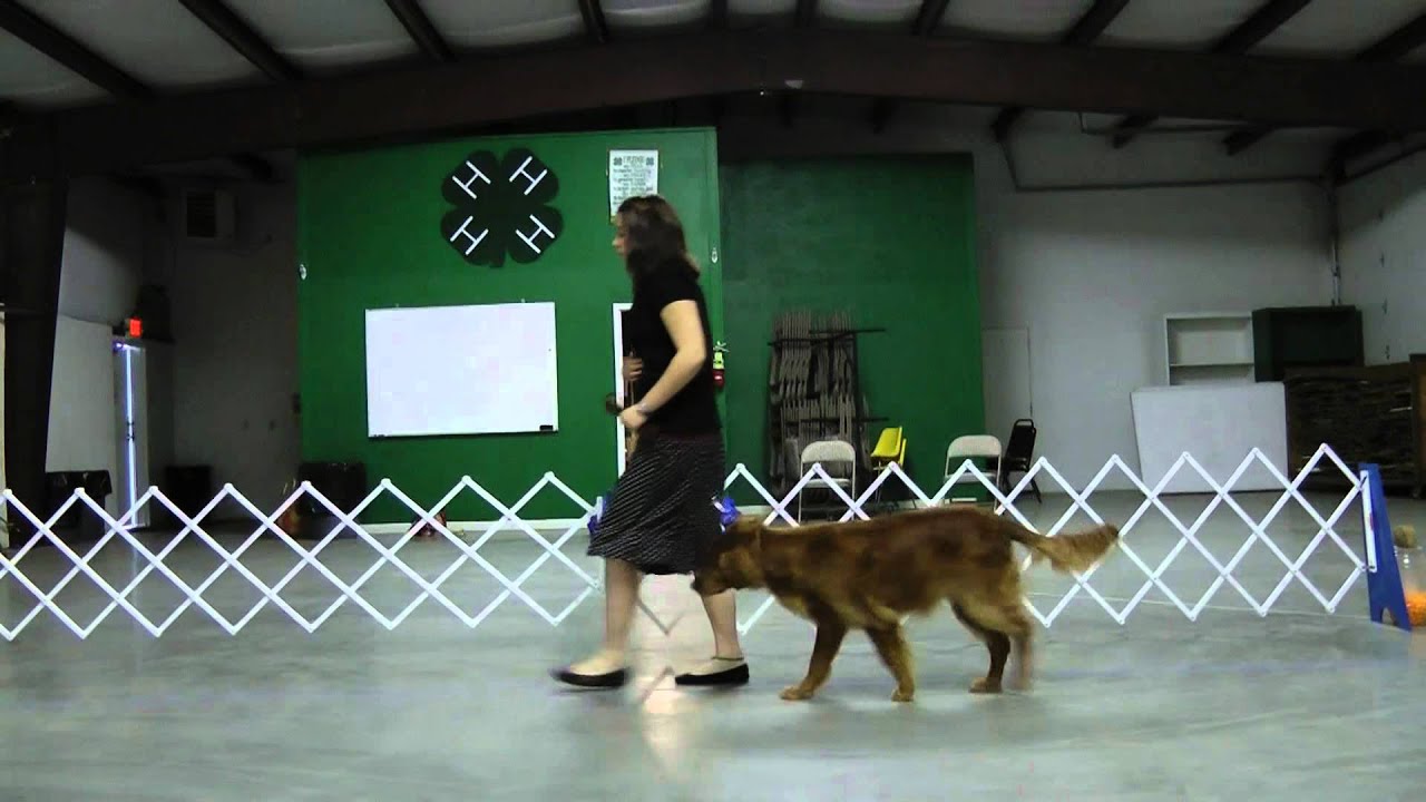 2b. Heeling: Oregon 4-H Dog Obedience Project