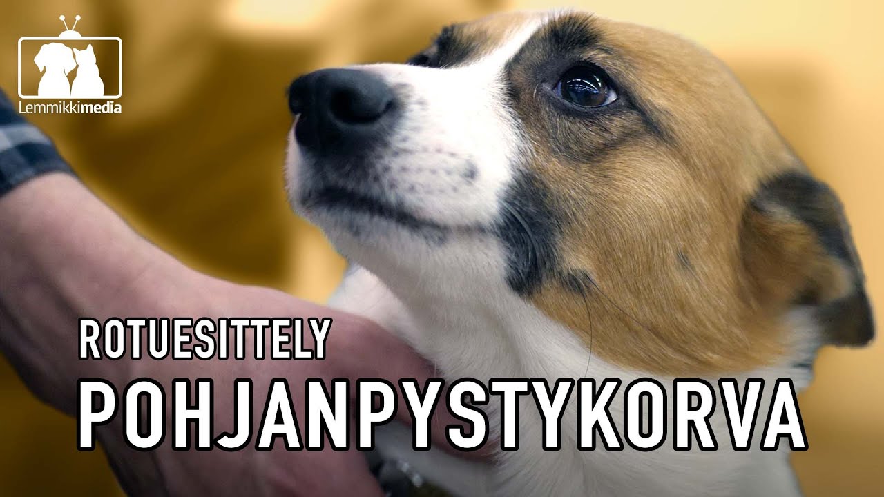 KOIRAT: POHJANPYSTYKORVA on monipuolinen koira kompaktissa paketissa