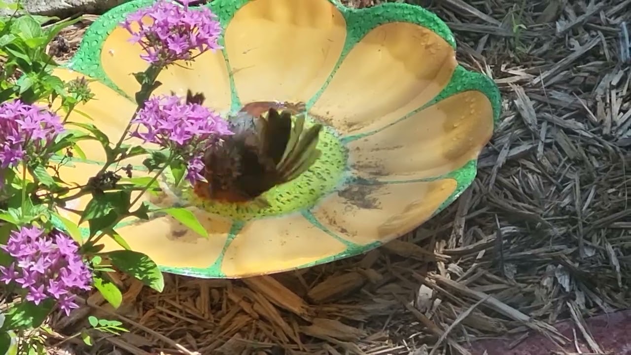juvenile cardinal bathing