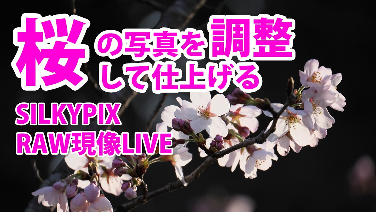 『桜特集！』桜の写真を調整して仕上げる