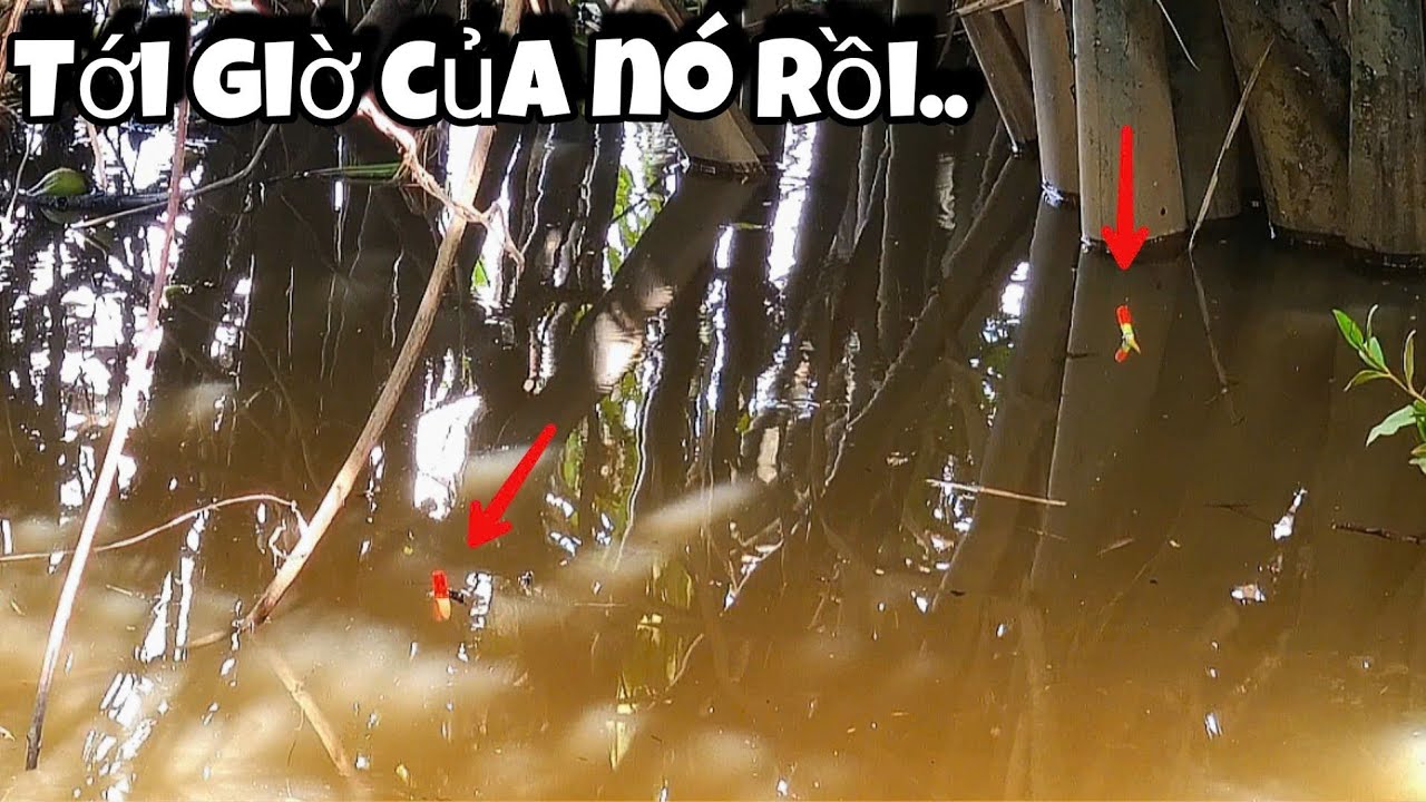 Tập 130 - Câu Cá Sông Khi Nước Lớn Loài Cá Này Đi Kiếm Ăn Rất Mạnh | Trương Rô Miền Tây