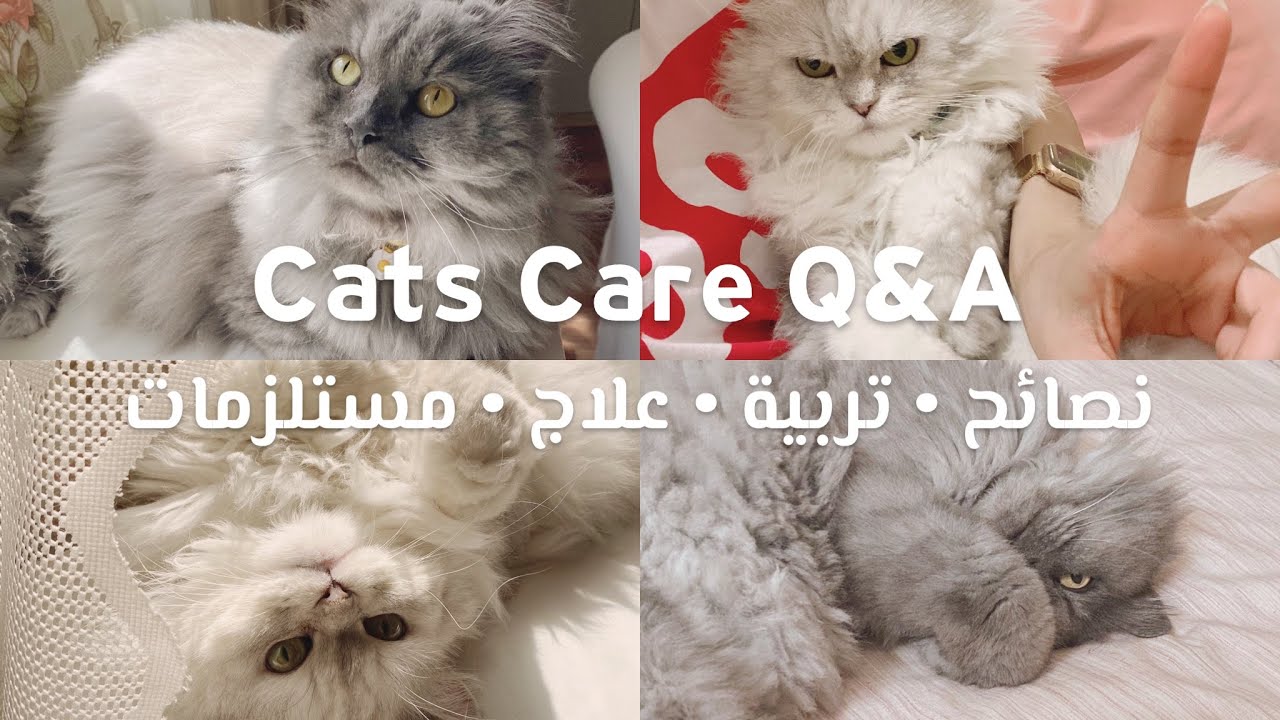 Cats Care Q&A | أسئلة وأجوبة عن العناية بالقطط • أفضل فصيلة • الصعوبات التي واجهتني