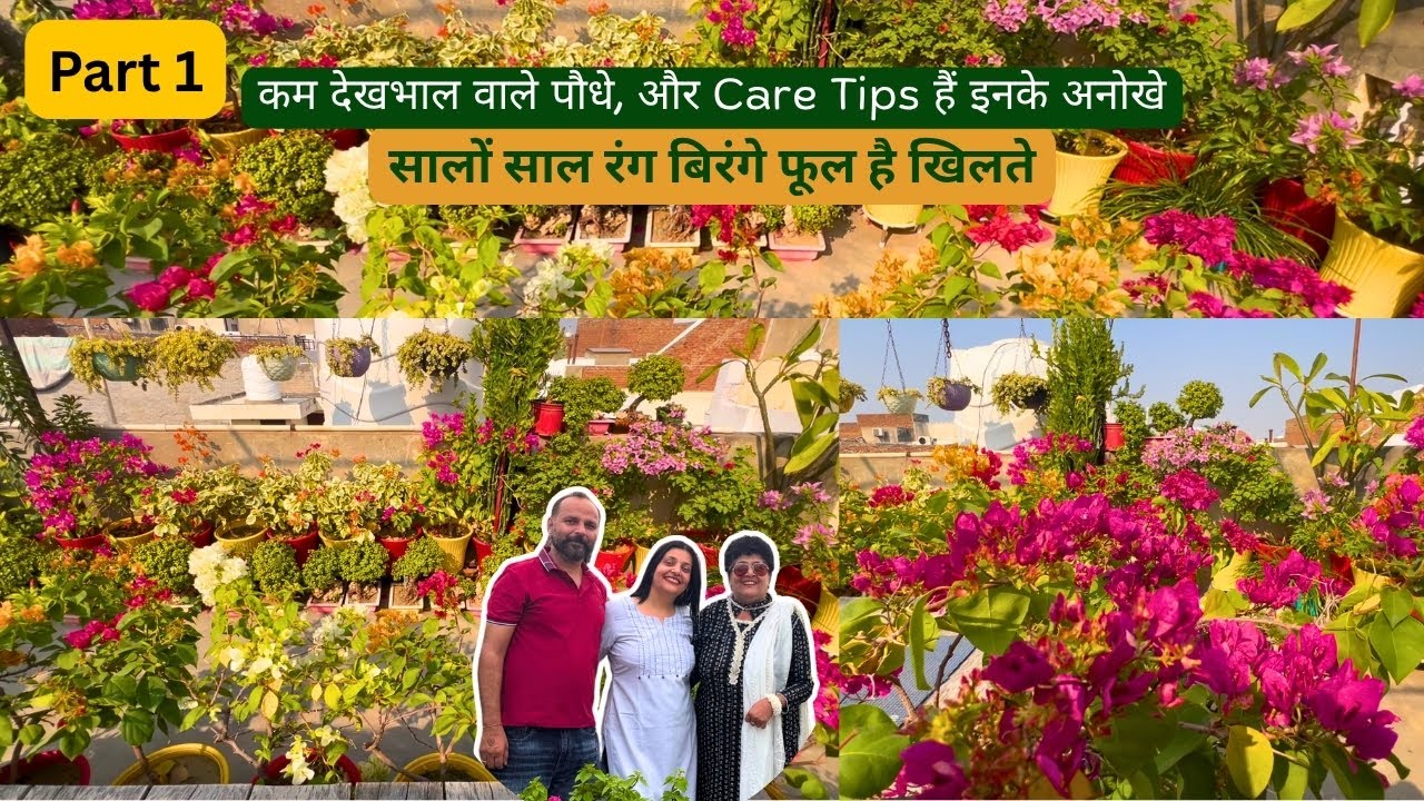 कम देखभाल वाले पौधे, और Care Tips हैं इनके अनोखे | सालों साल रंग बिरंगे फूल है खिलते
