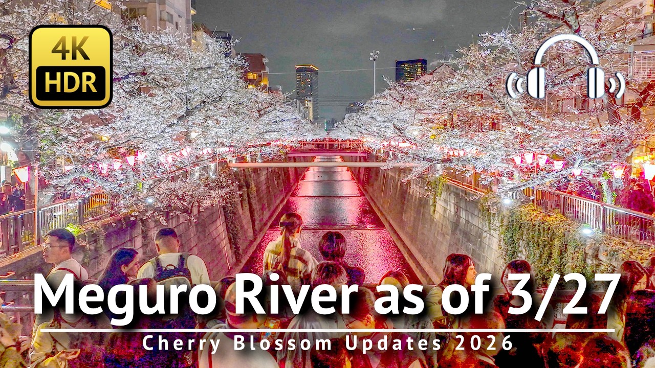 🌸 Tokio &ndash; kwiaty wiśni Naka-meguro/rzeka Meguro 2026 [4K/HDR/obuuszne]
