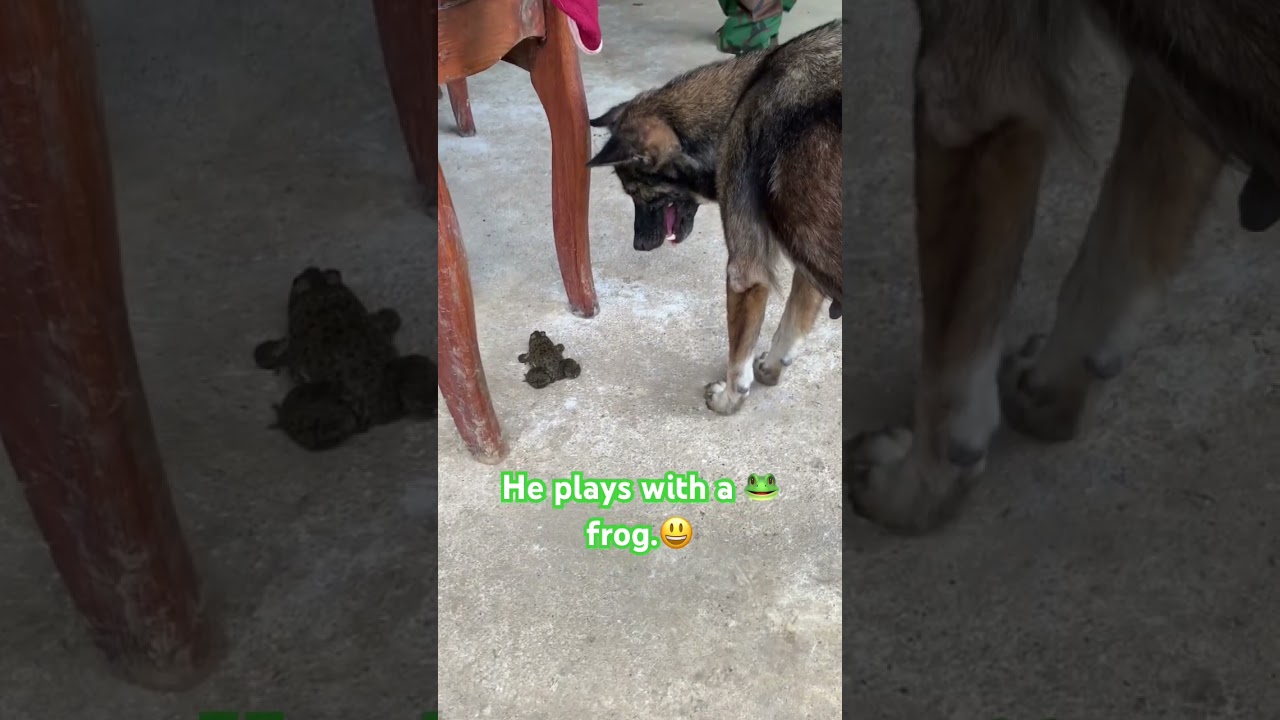 A dog is playing with a frog 🐸. #frog #dog #puppy #funny