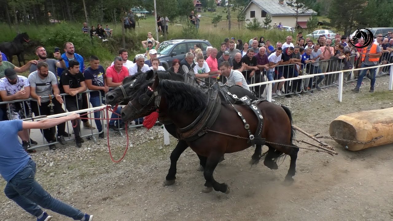 - TARZAN I CIGO OD GORDANA ŠAMPIONI SREDNJE NA ZLATIBORU -