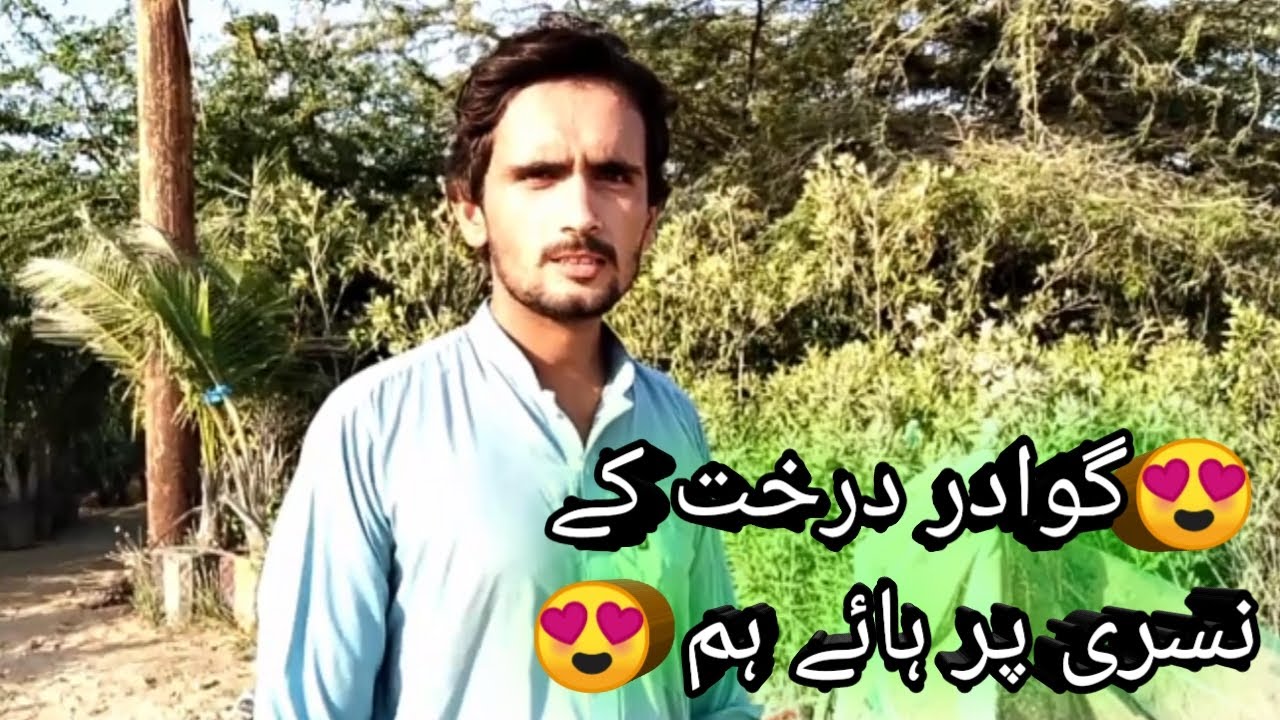 Gwadar Trees Nasri Farm Par aaya ham || New vlog 2024 ||Gwadar Balochistan || Malik Lajjai vlogs