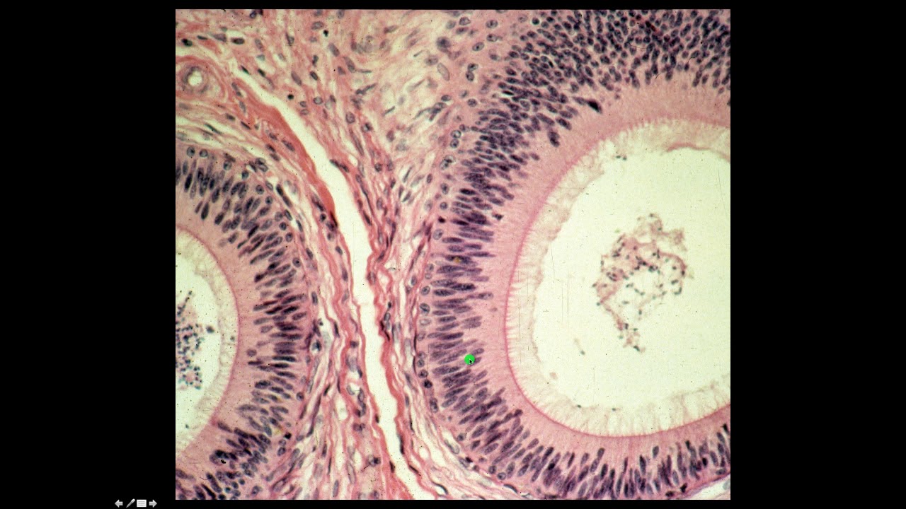 Epithelium Lab