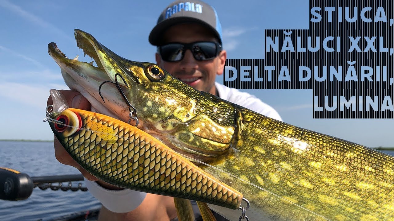 SE PRIND STIUCI cu NALUCI XXL in Delta pe NATURAL?