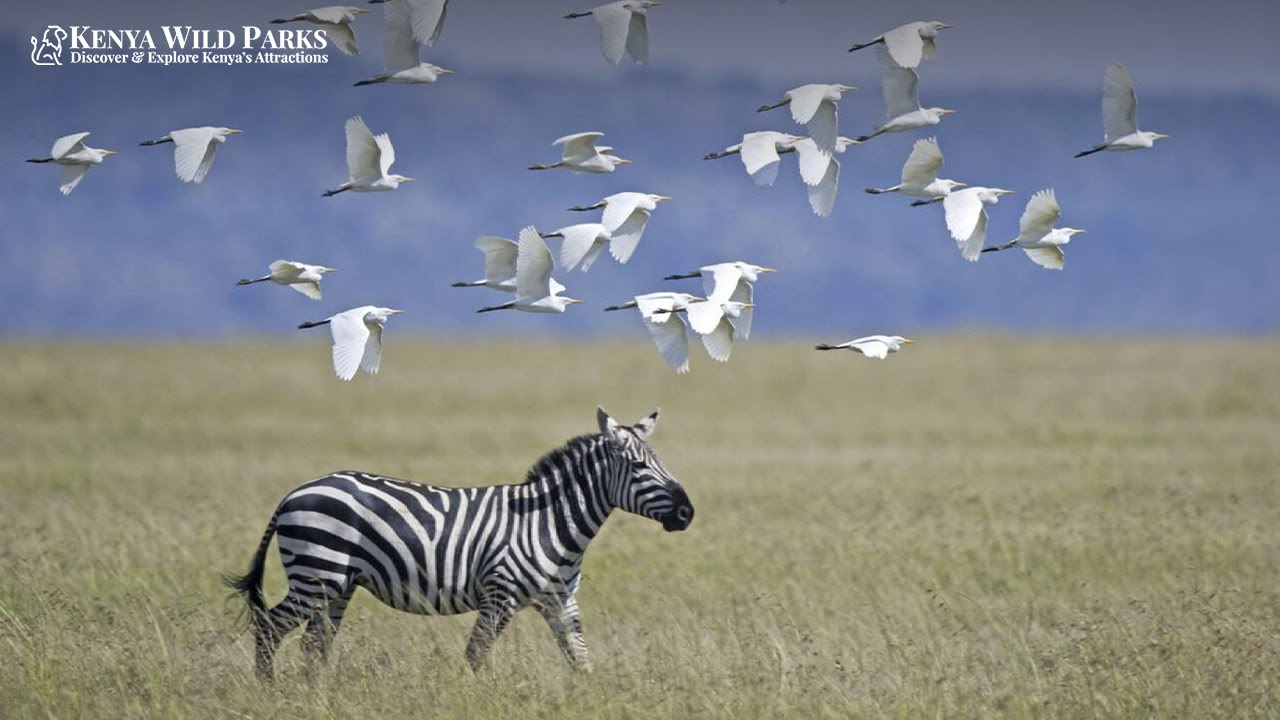 The $20,000 Safari: What Ultra-Luxury Looks Like in the Masai Mara