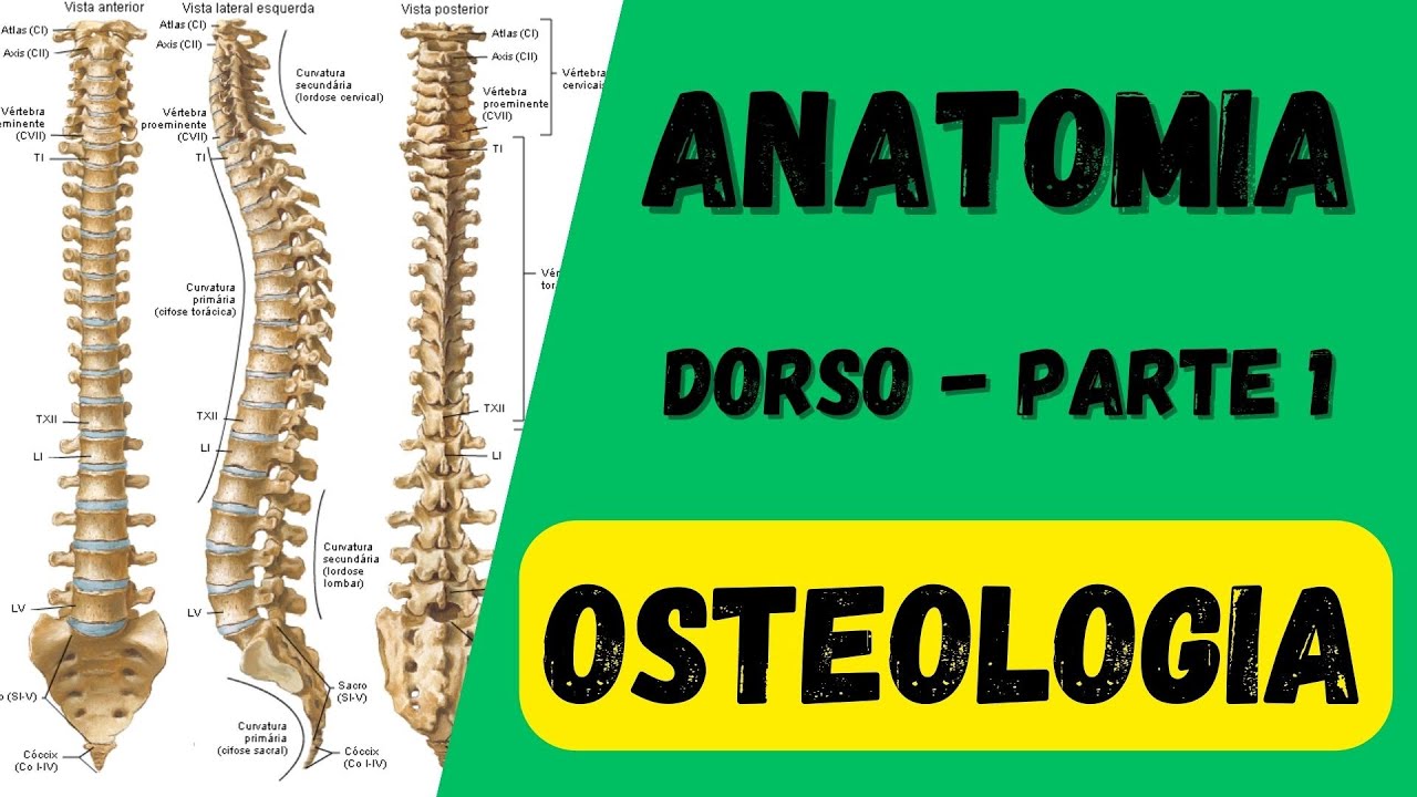 Osteologia do dorso (parte 1)  ANATOMIA  -  Aula de Anatomia humana gr&aacute;tis e f&aacute;cil